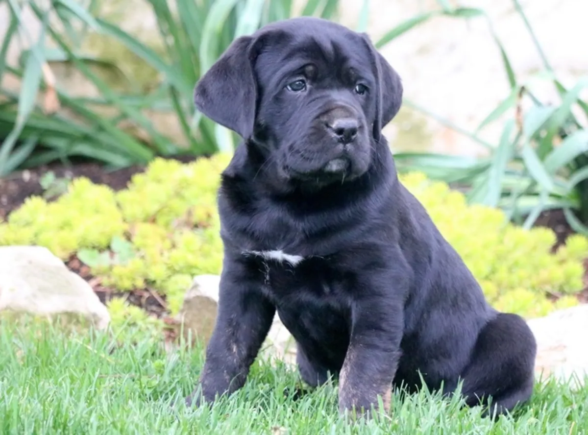 Perfect Cane Corso Puppies For Lovely Homes