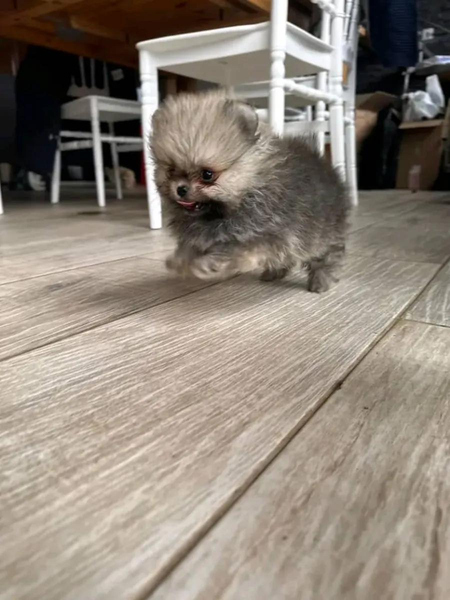 Cute Pomerania Bella for sale 