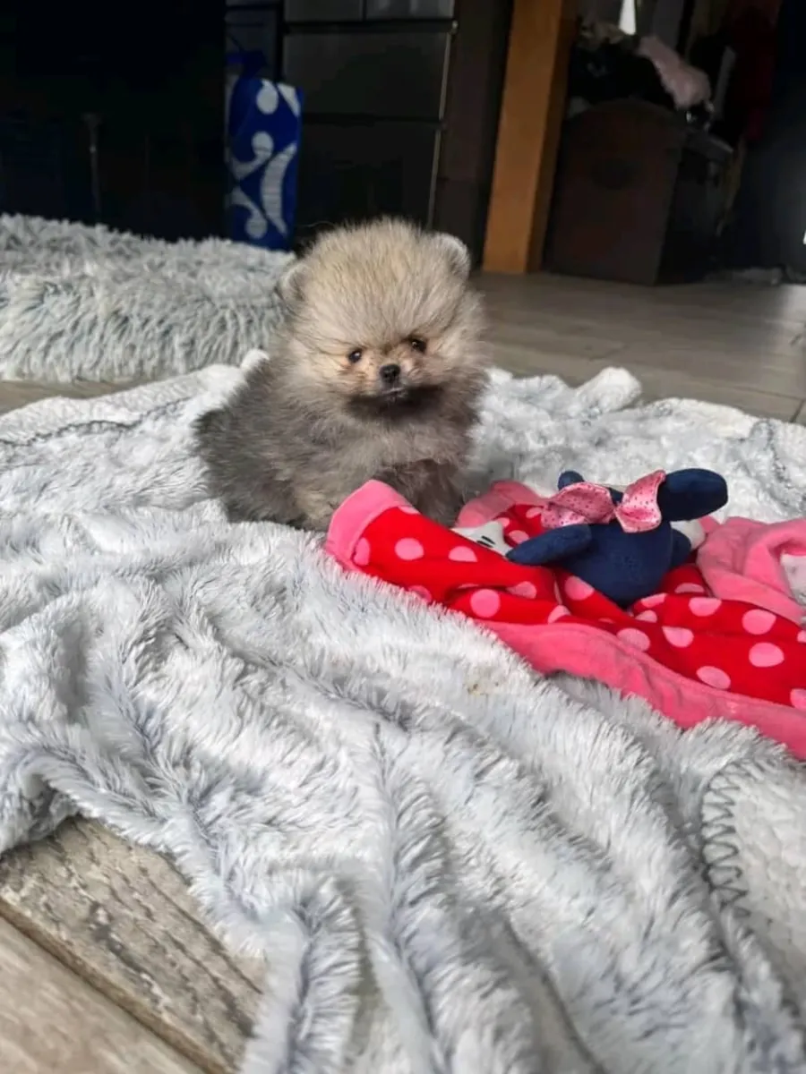 Cute Pomerania Bella for sale 