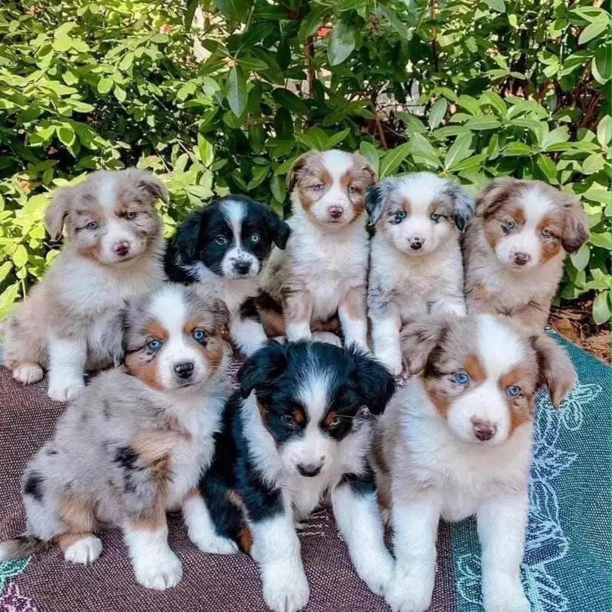 Purebred Australian Shepherd puppies 
