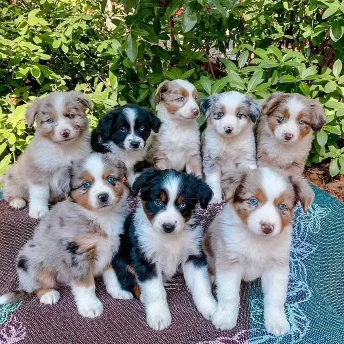 Purebred Australian Shepherd puppies 