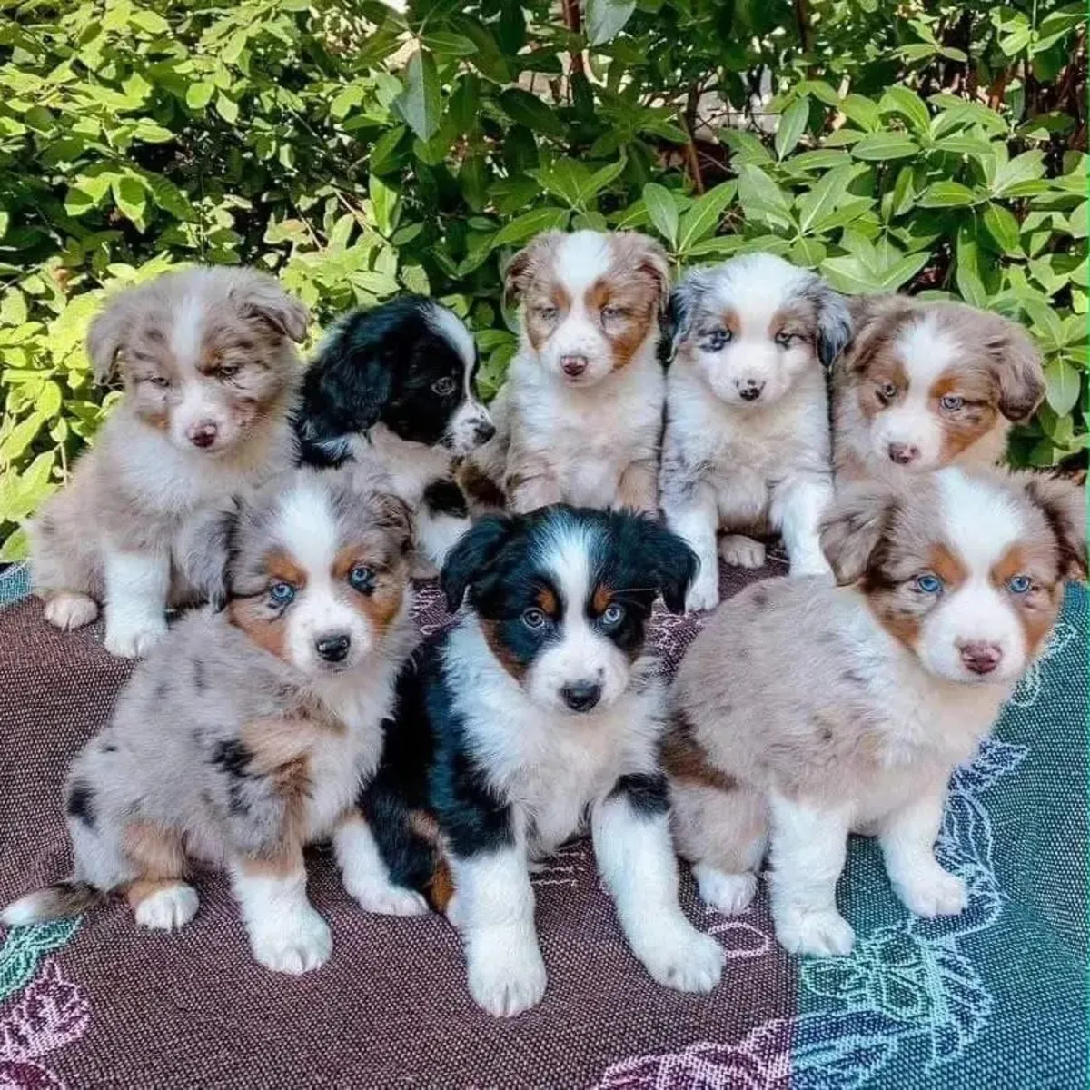 Purebred Australian Shepherd puppies 
