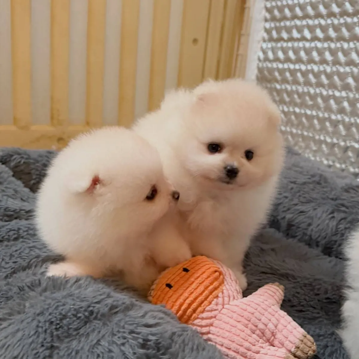 Sweet Pomeranian puppies available 