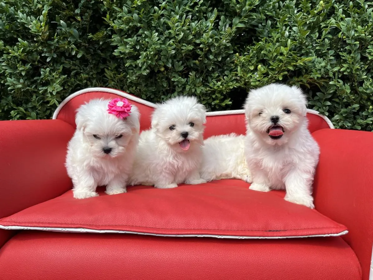 Adorables chiots maltais disponibles