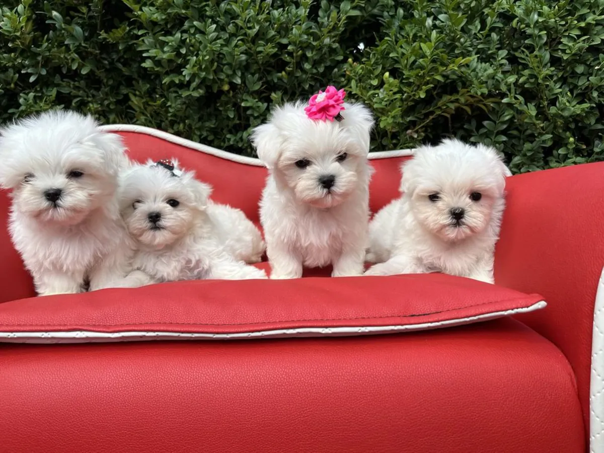 Priceless Maltese puppies available 