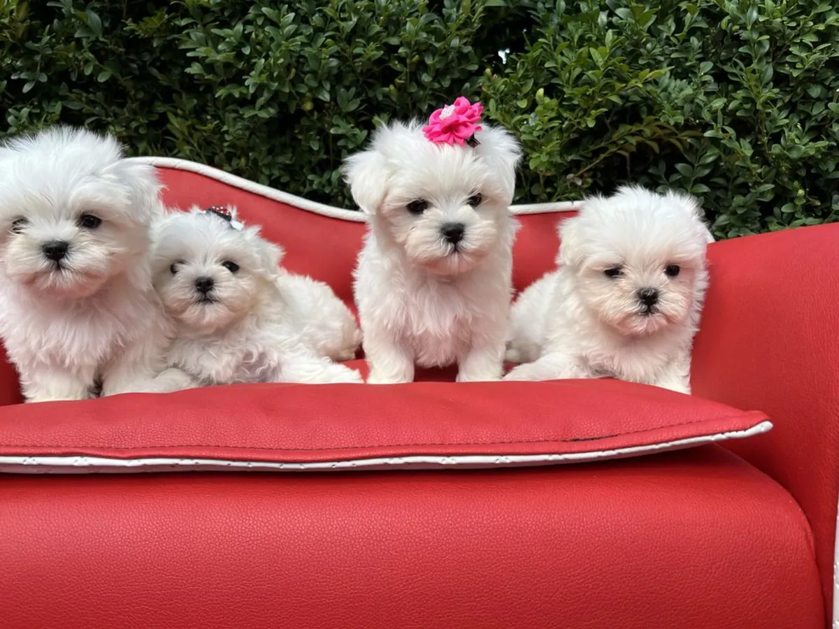 待领养的马尔济斯幼犬