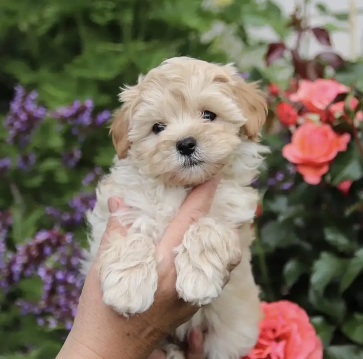 Sweet Maltipoo Available 