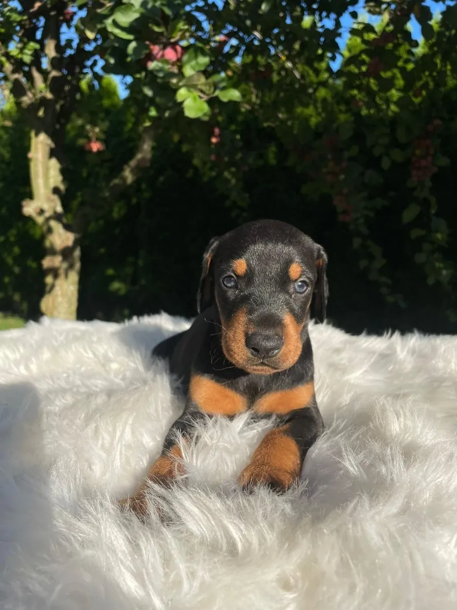 Dachshund puppies for Rehoming 