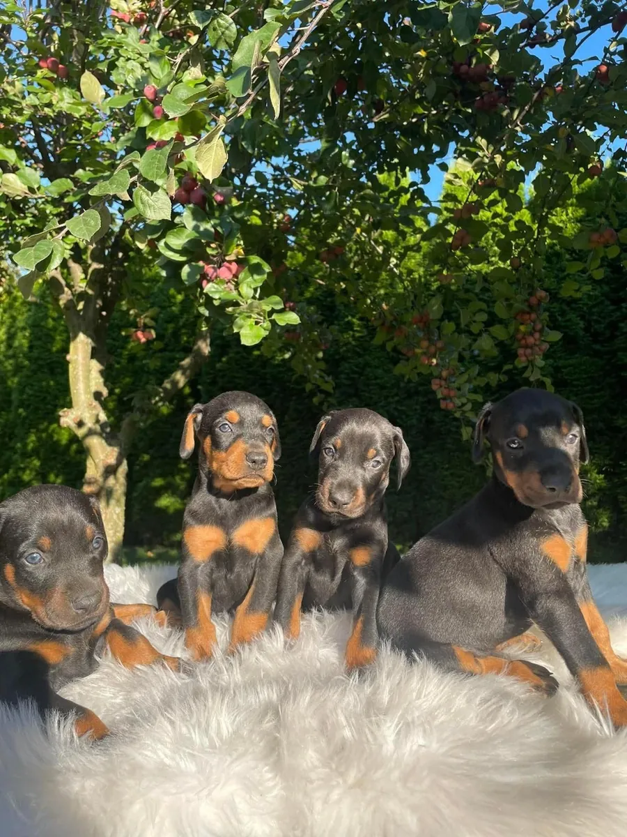 Adorables chiots teckels à adopter