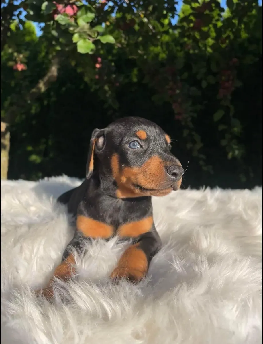 Adorables chiots teckels à adopter