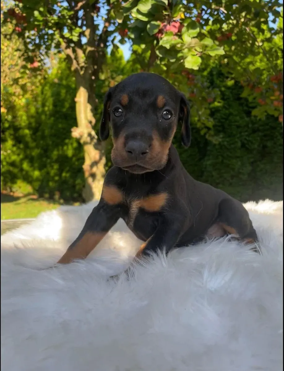 Adorables chiots teckels à adopter