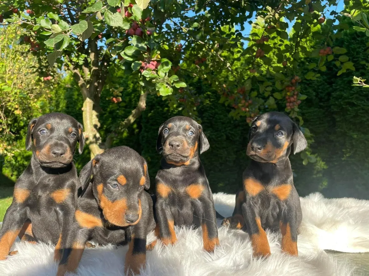 Adorables chiots teckels à adopter