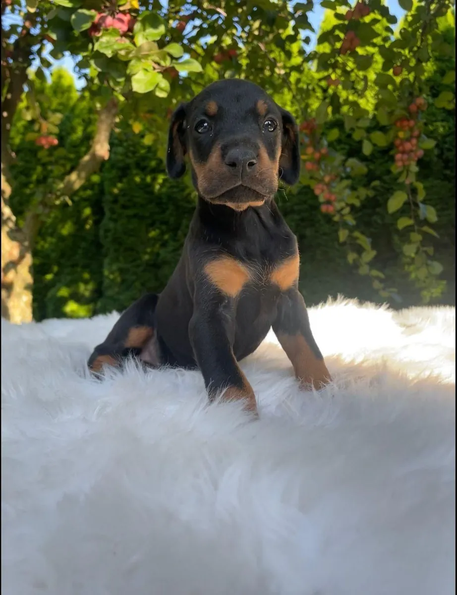 Adorables chiots teckels à adopter