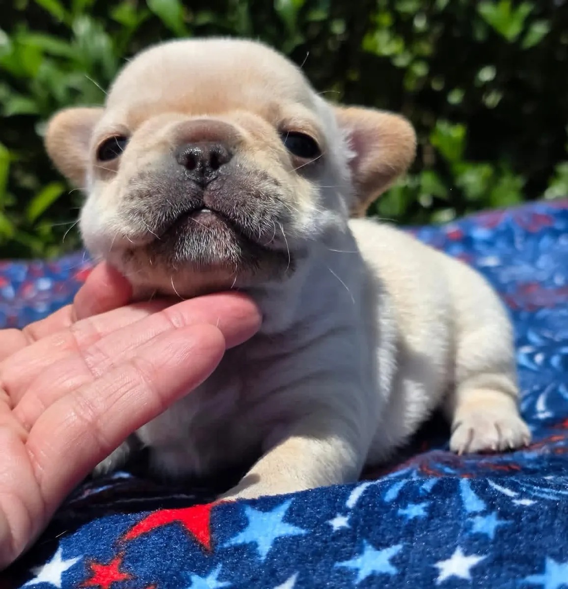 Cachorros de bulldog francés sanos en adopción