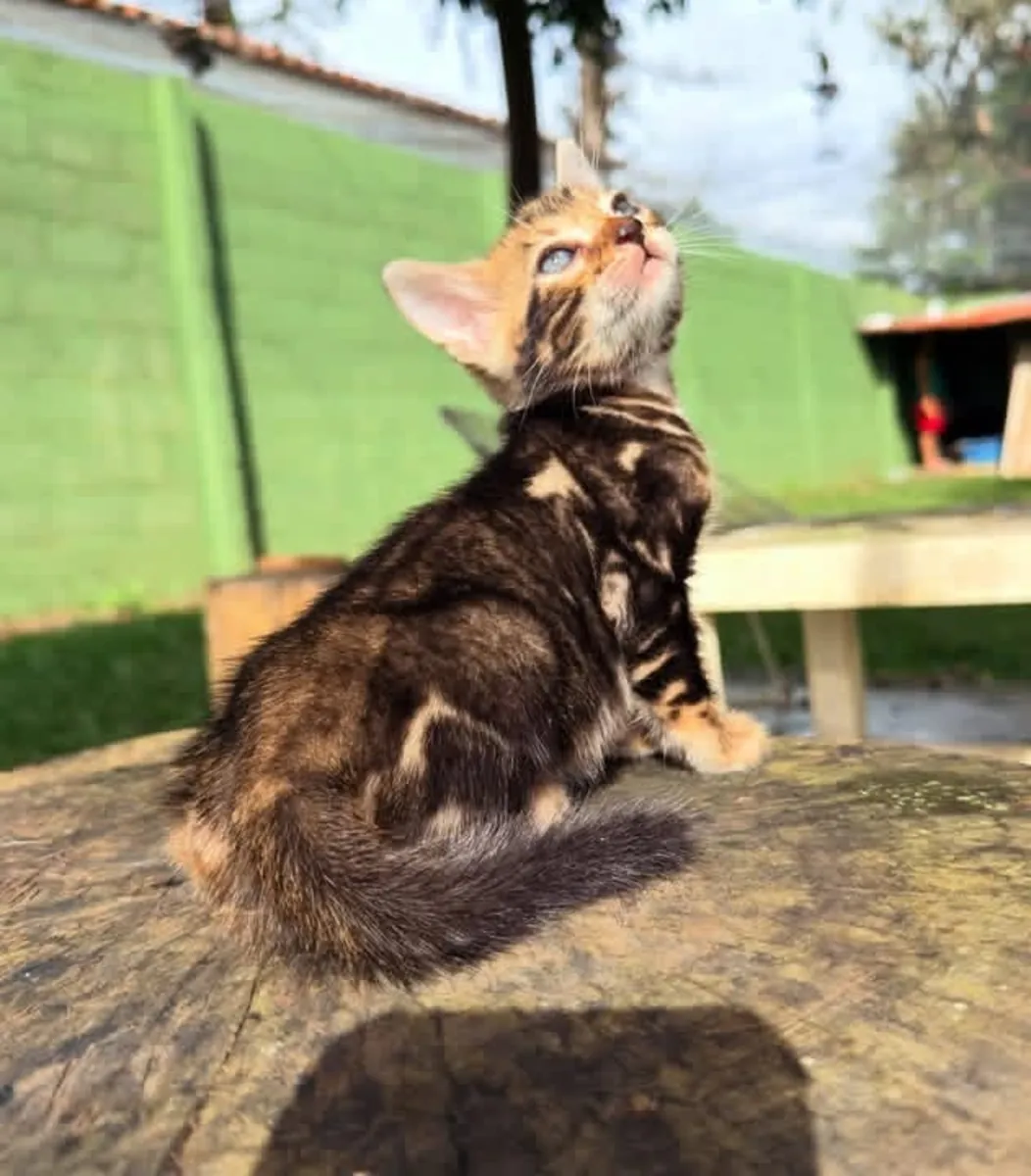 待领养的健康孟加拉小猫