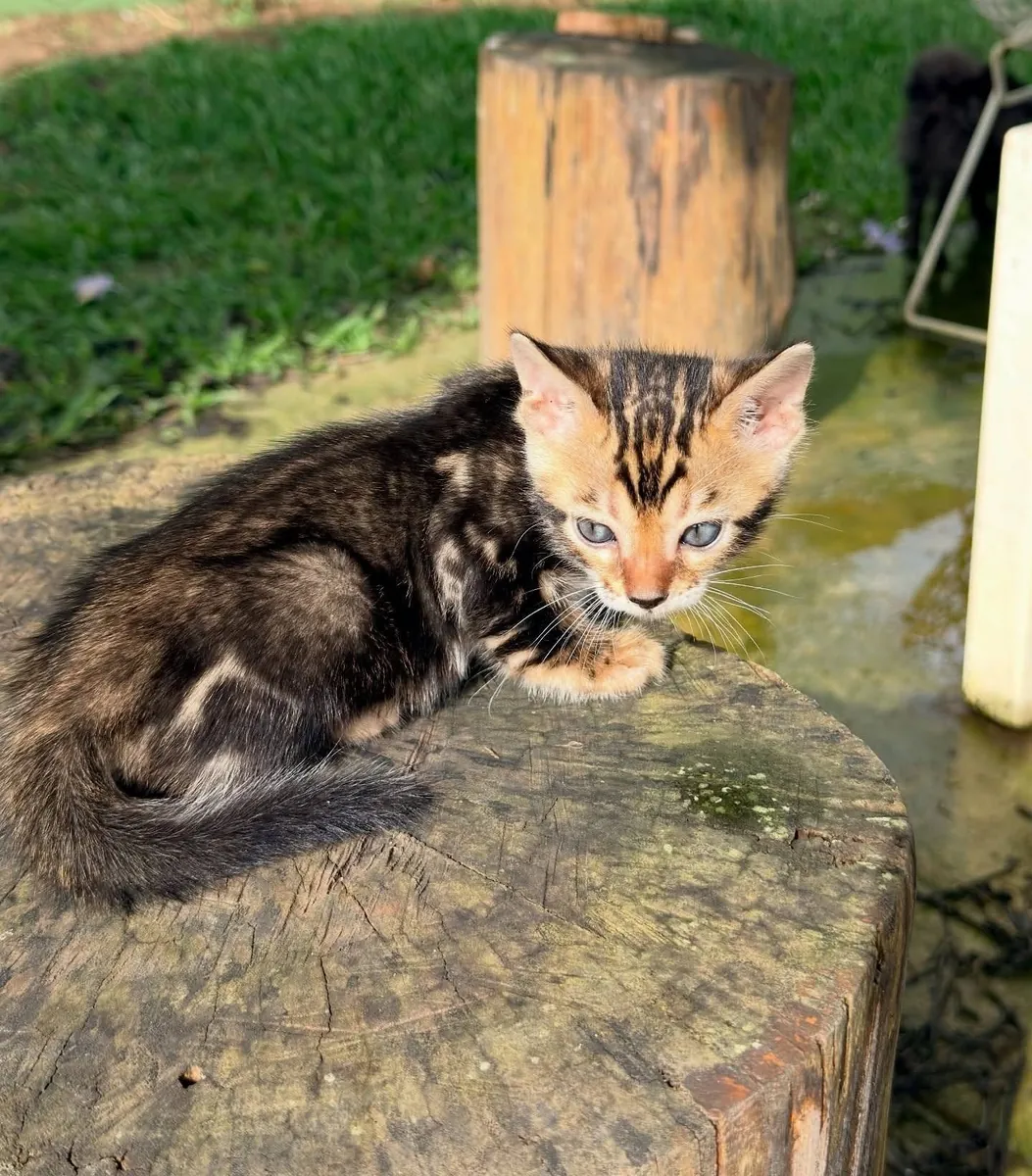 待领养的健康孟加拉小猫