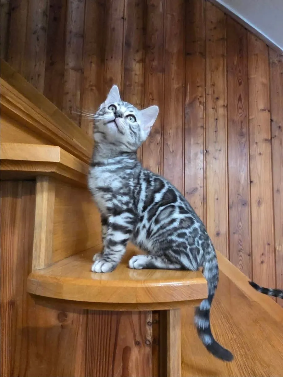 Purebred bengal kitten’s for Rehoming 
