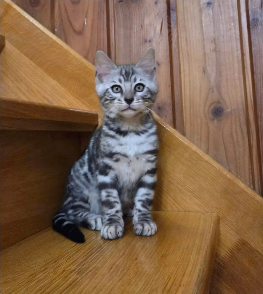 Purebred bengal kitten’s for Rehoming 