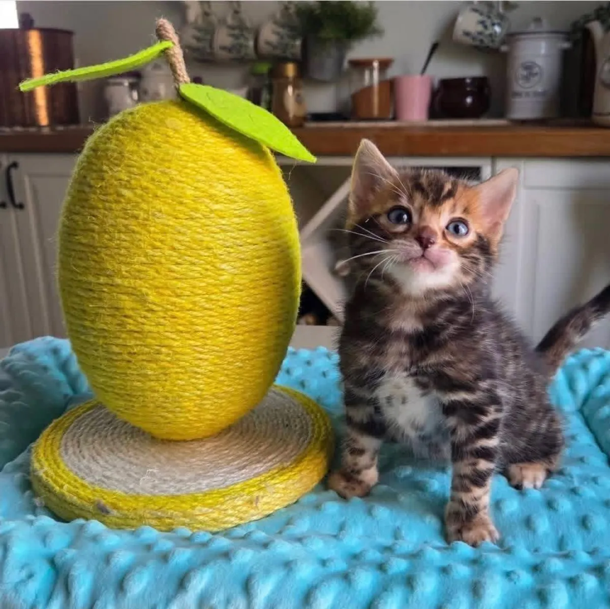 Bengal kitten’s for Rehoming 