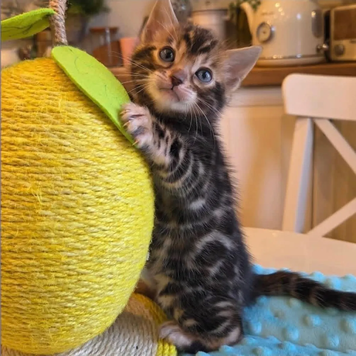 Bengal kitten’s for Rehoming 