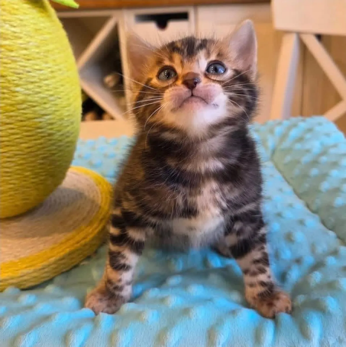 Bengal kitten’s for Rehoming 