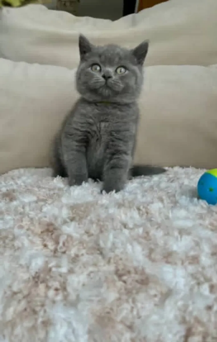 British shorthair kitten’s for Rehoming 