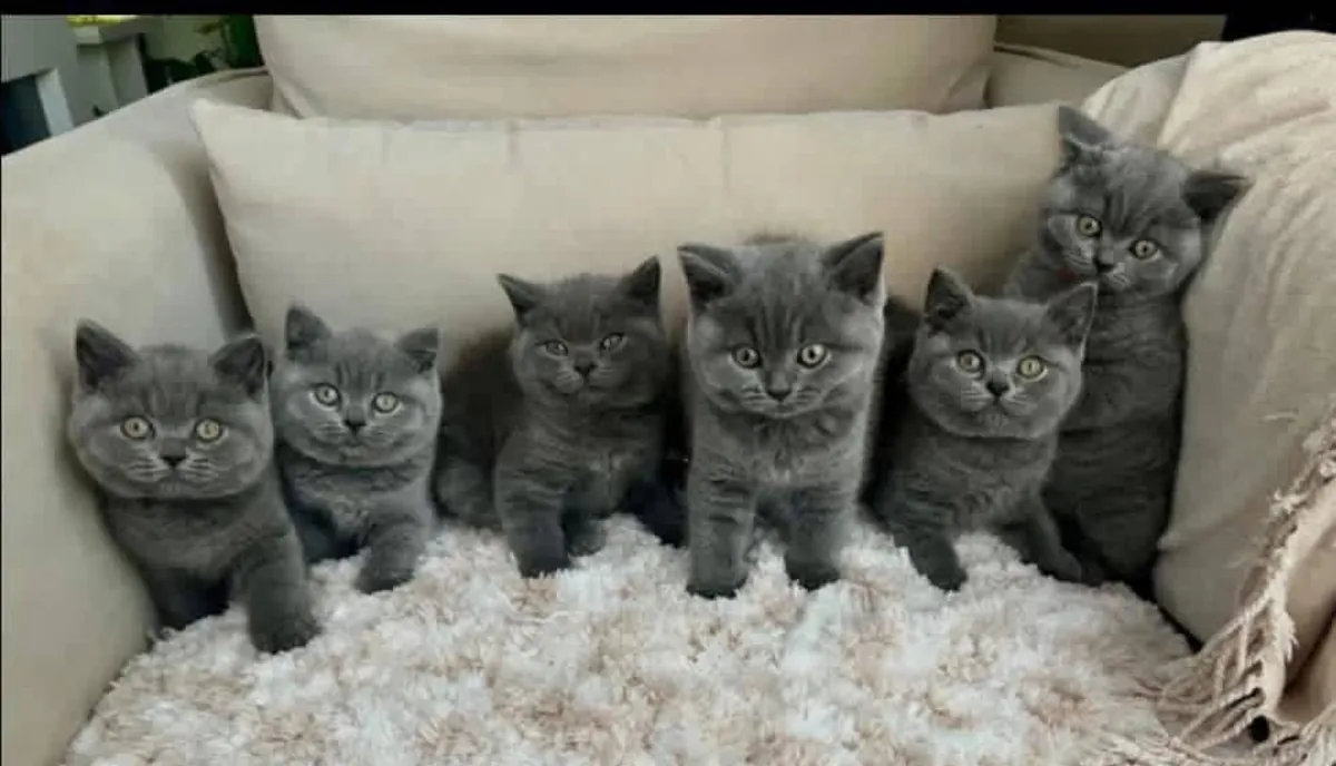 Adorable British shorthair kitten’s for Rehoming