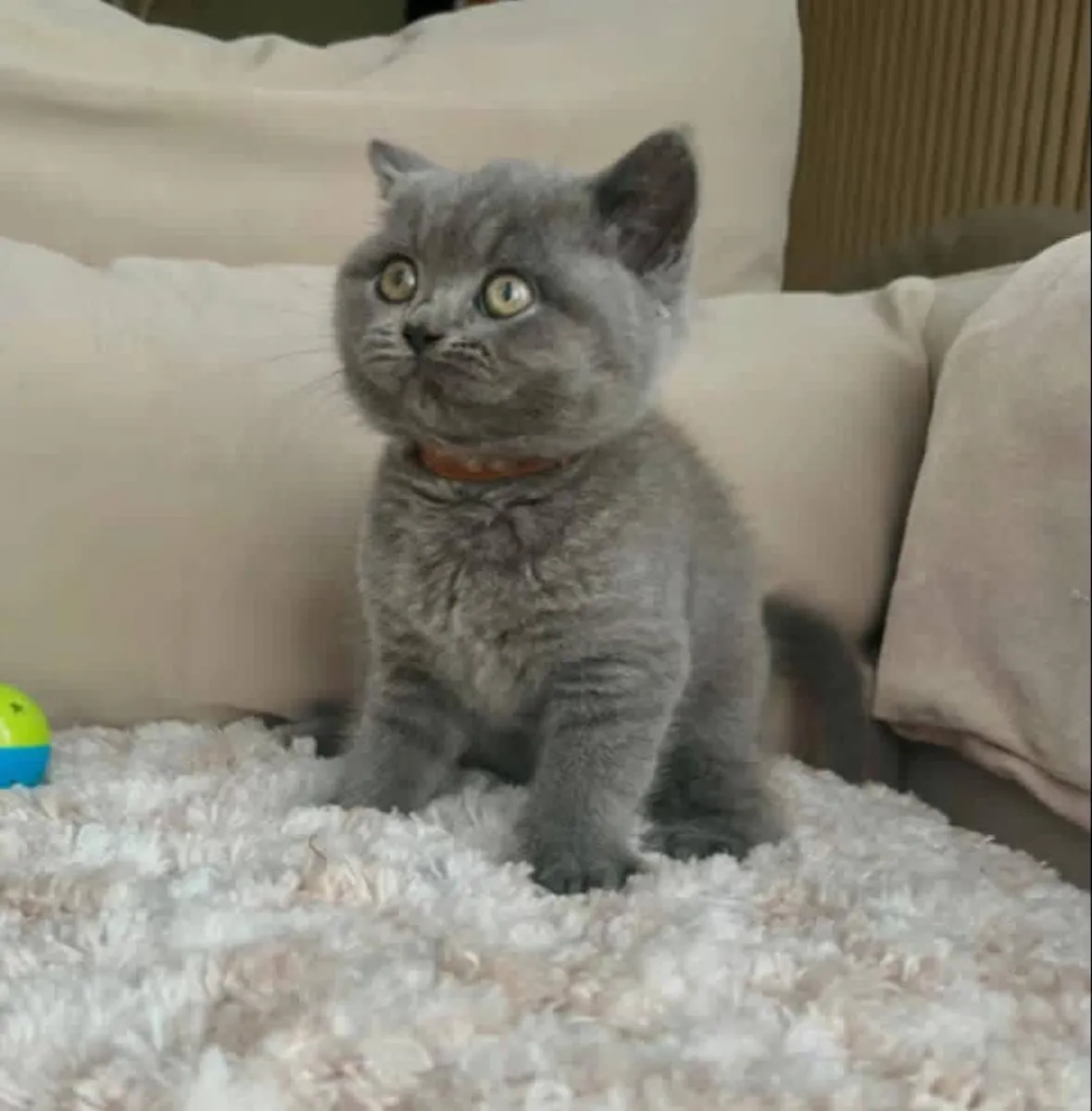 Adorable British shorthair kitten’s for Rehoming