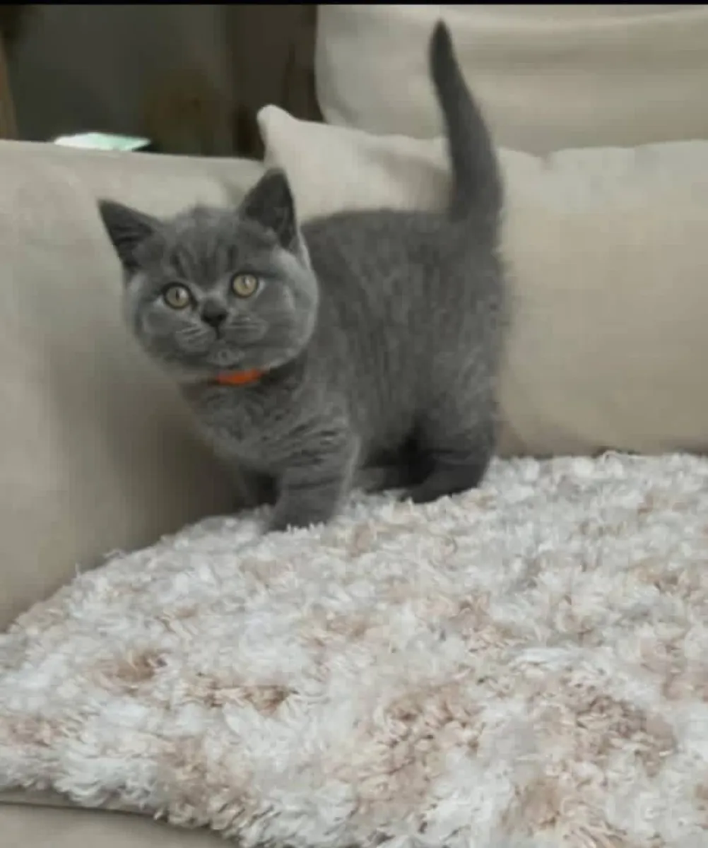 Adorable British shorthair kitten’s for Rehoming