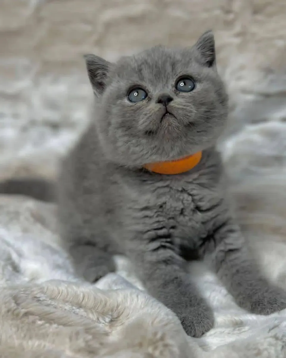Cute British shorthair kitten’s for Rehoming 