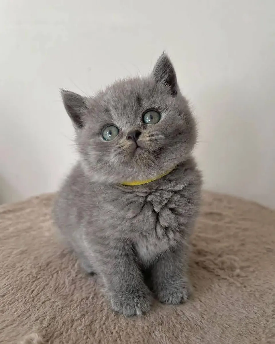 Cute British shorthair kitten’s for Rehoming 