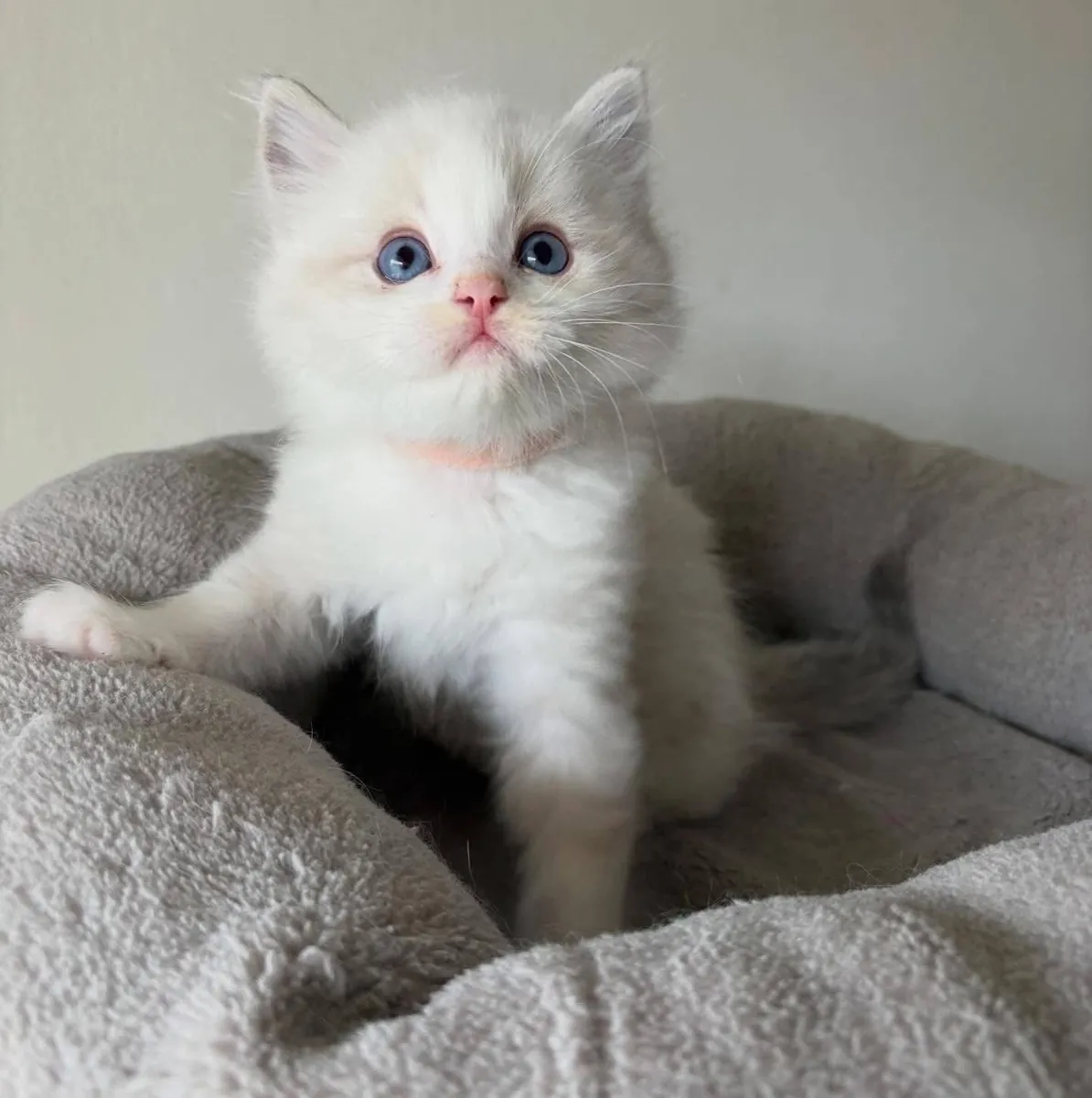 Ragdoll kitten’s for Rehoming 