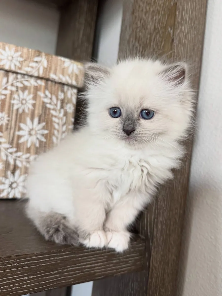 Cute Ragdoll kitten’s for Rehoming