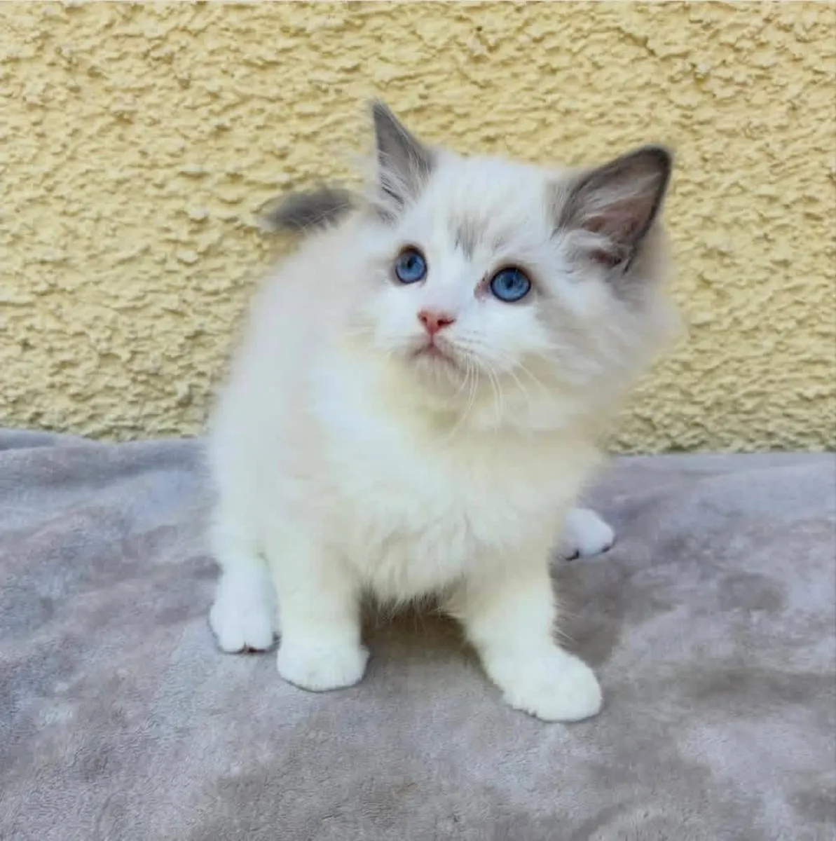 Cute Ragdoll kitten’s for Rehoming
