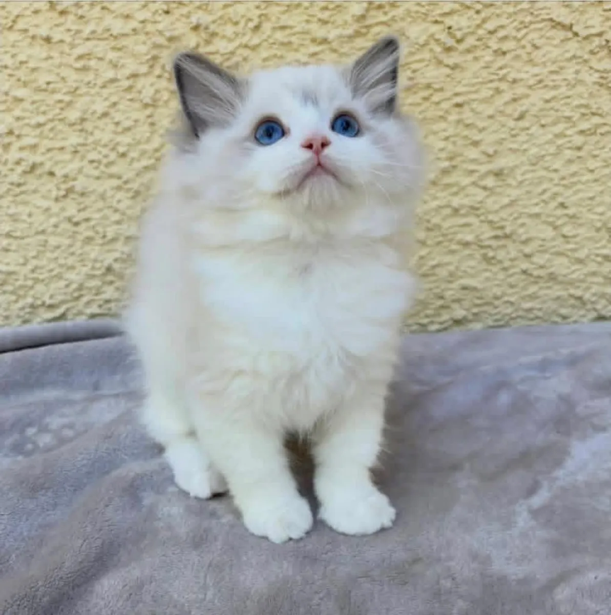 Cute Ragdoll kitten’s for Rehoming