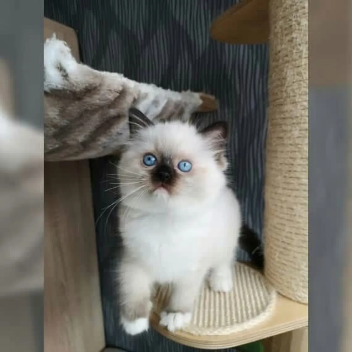 Healthy Ragdoll kitten’s for Rehoming 