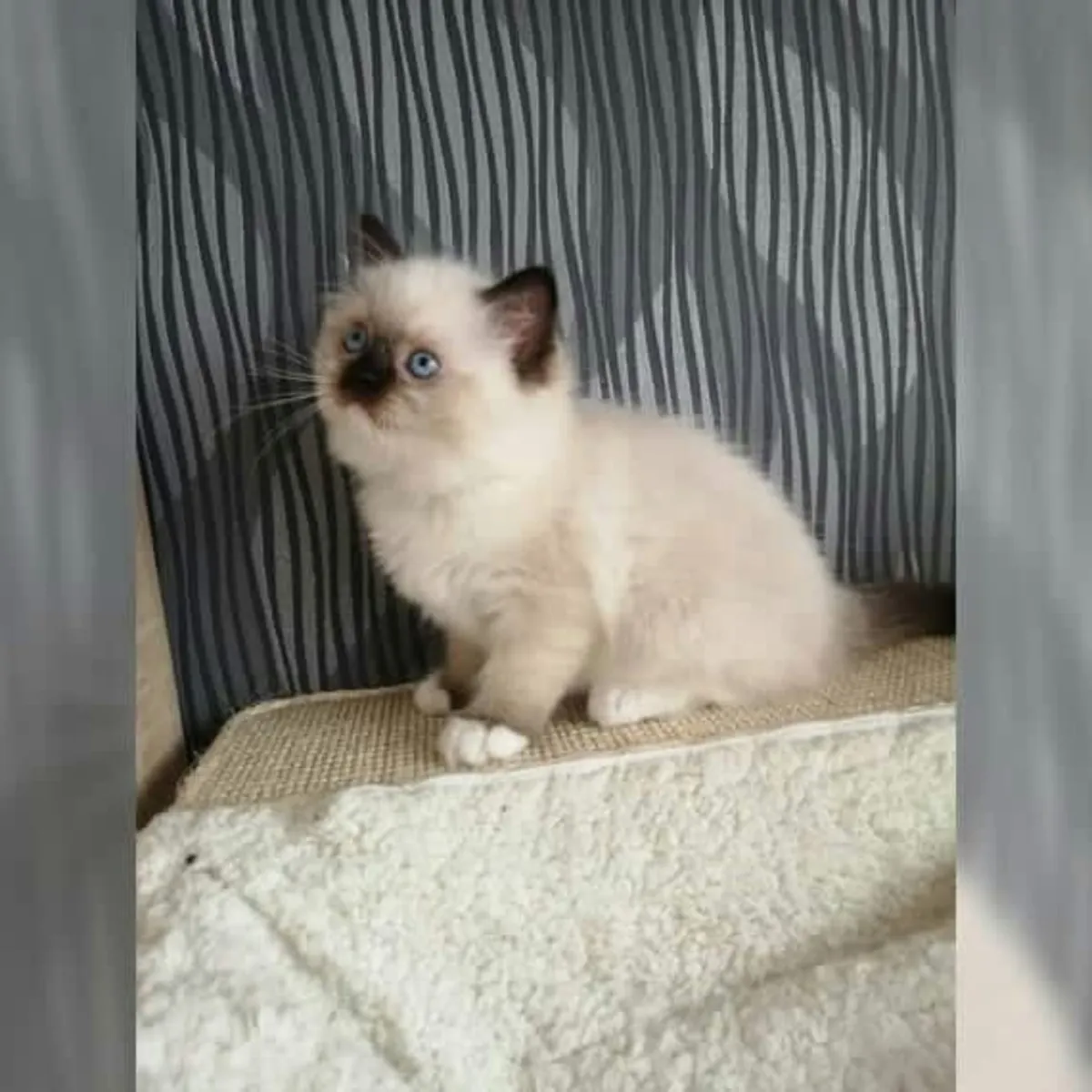 Healthy Ragdoll kitten’s for Rehoming 