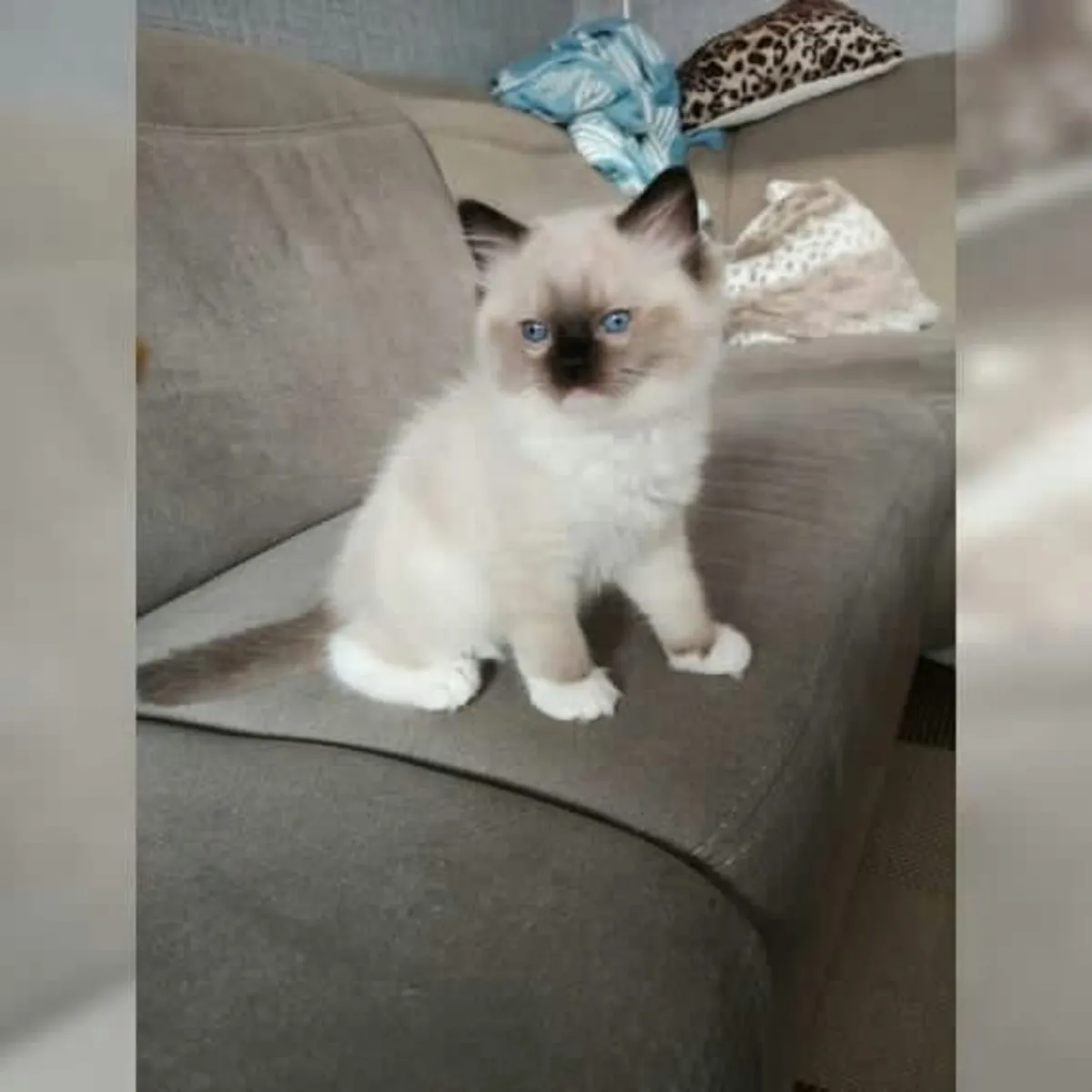 Healthy Ragdoll kitten’s for Rehoming 