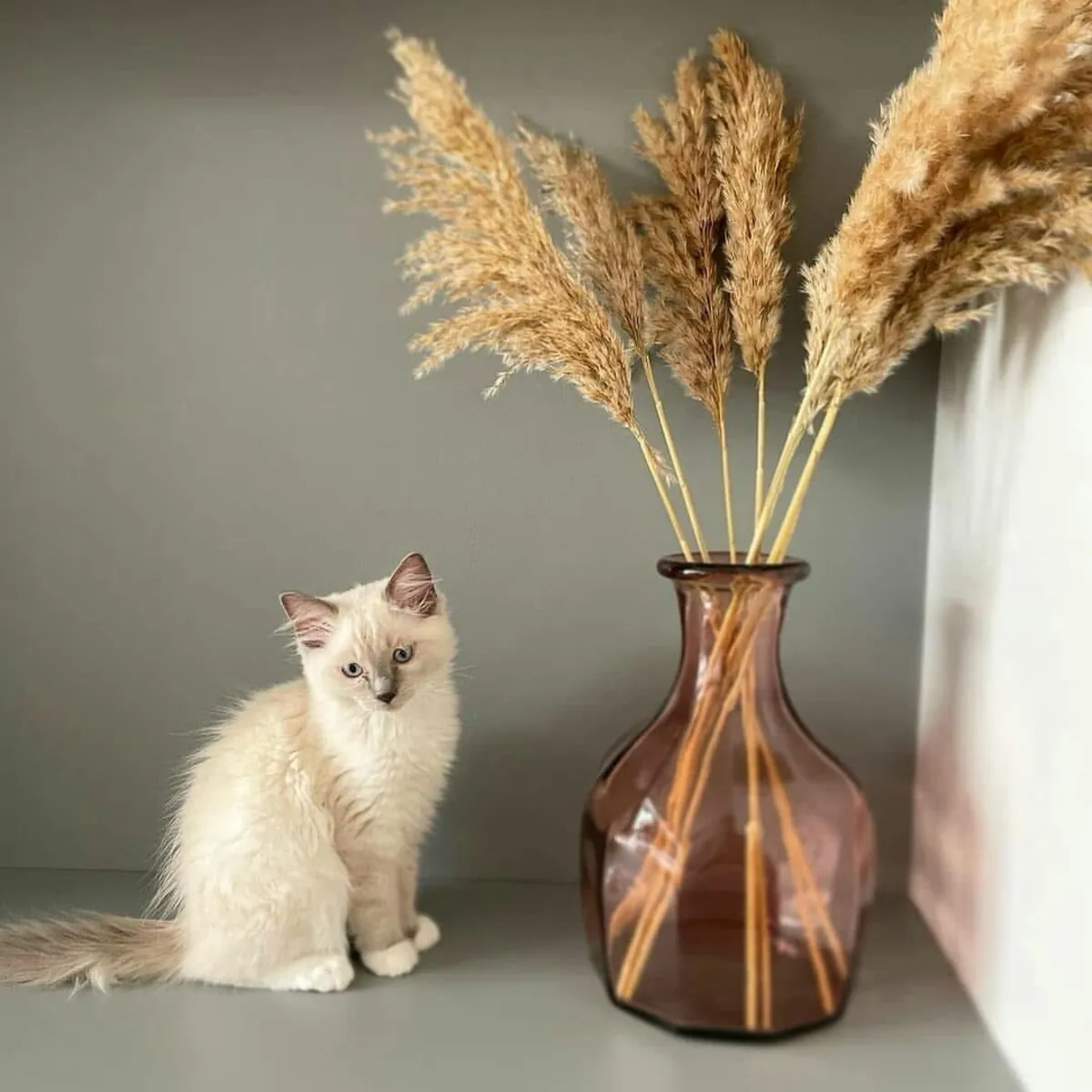 Healthy Ragdoll kitten’s for Rehoming 