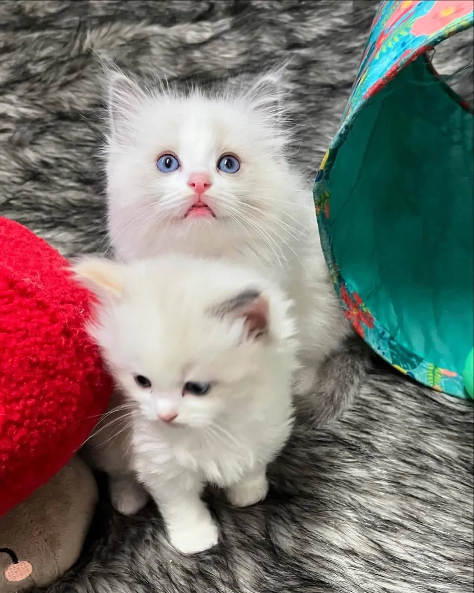 Adorable Ragdoll kitten’s for Rehoming