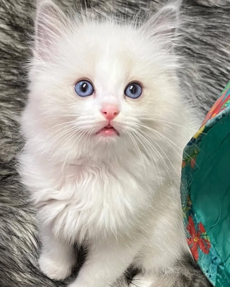 Adorable Ragdoll kitten’s for Rehoming