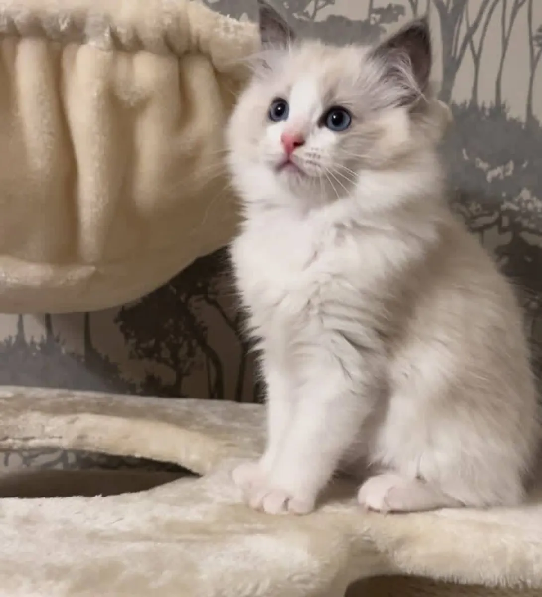 Adorable Ragdoll kitten’s for Rehoming