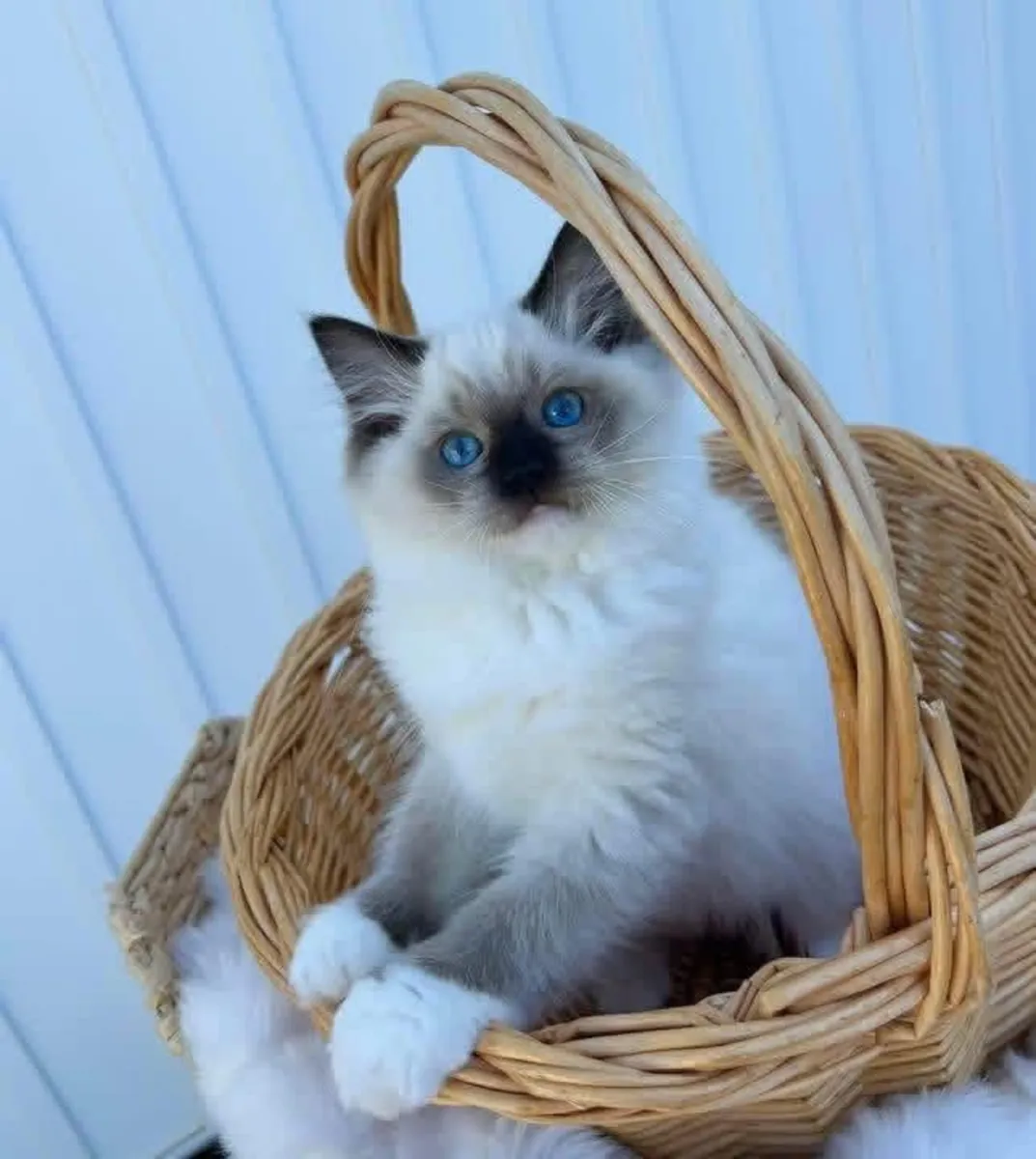 Awesome Ragdoll kitten’s for Rehoming 