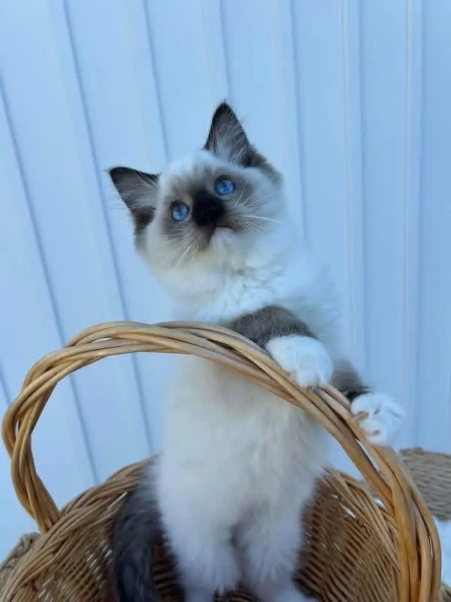 Awesome Ragdoll kitten’s for Rehoming 