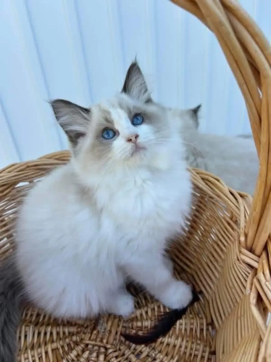 Awesome Ragdoll kitten’s for Rehoming 