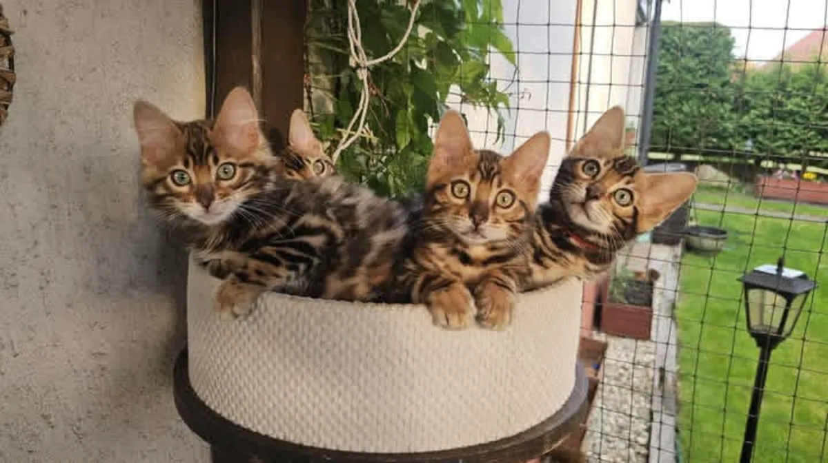 Adorables chatons du Bengale à adopter