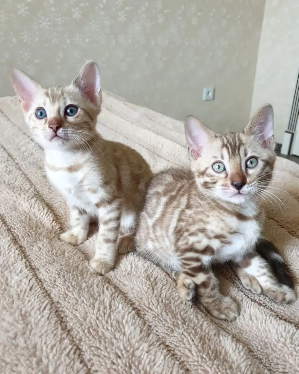 Bengal kitten’s for Rehoming 