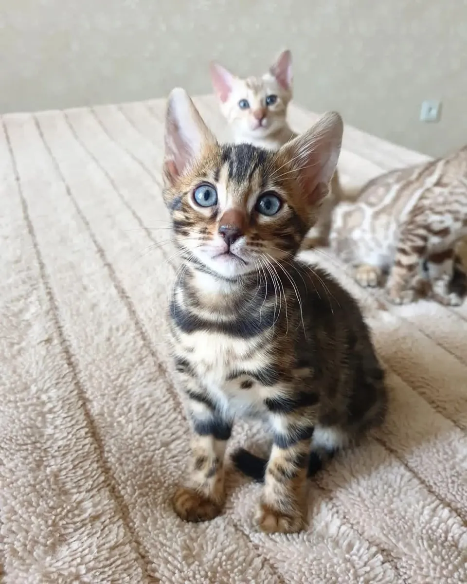 Bengal kitten’s for Rehoming 