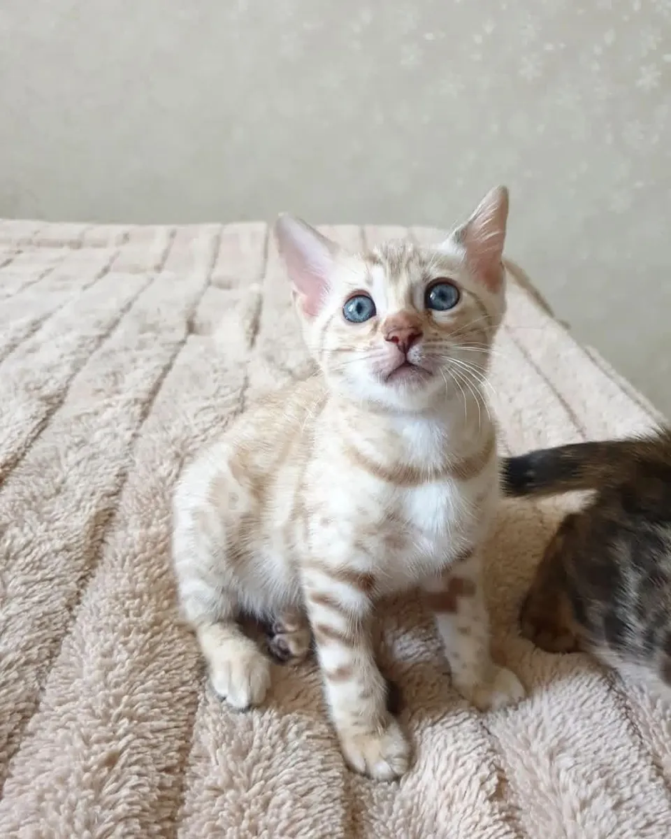 Bengal kitten’s for Rehoming 