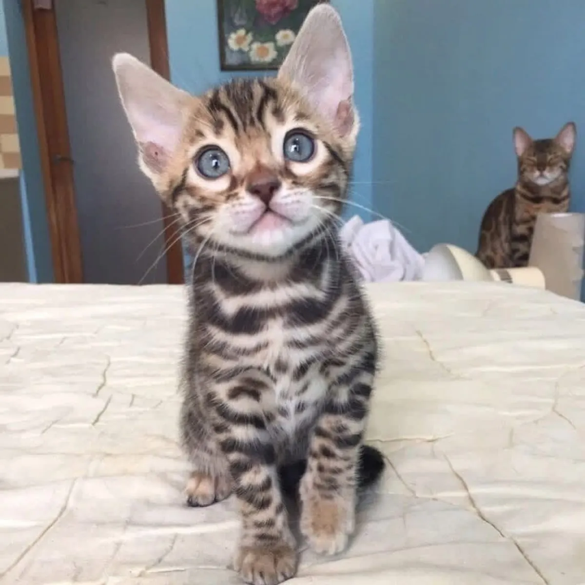 Bengal kitten’s for Rehoming 